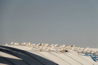 Low angle view of birds against clear sky