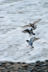 Seagull flying over sea