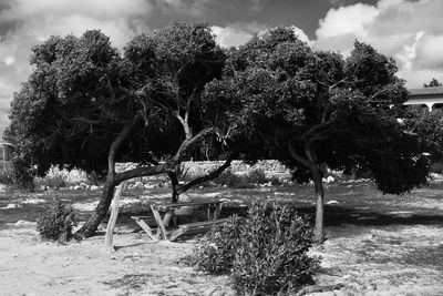 Trees on landscape against sky