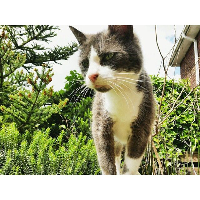 animal themes, one animal, mammal, domestic cat, cat, domestic animals, pets, feline, sitting, whisker, looking away, low angle view, transfer print, alertness, zoology, portrait, outdoors, vertebrate, full length, animal