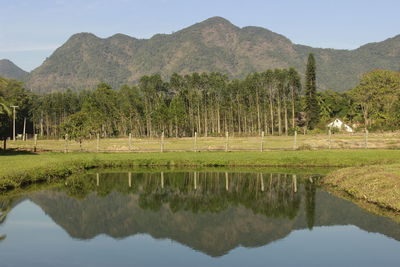 Reflection of trees in lake