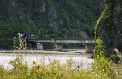 Bridge over river amidst trees in forest