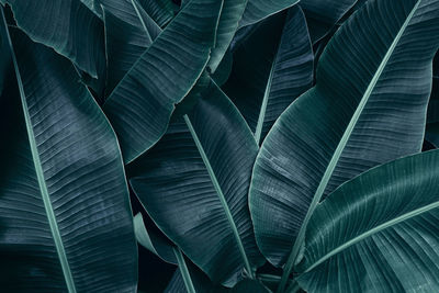 Tropical banana leaf, green nature background