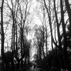 Bare trees on landscape against sky