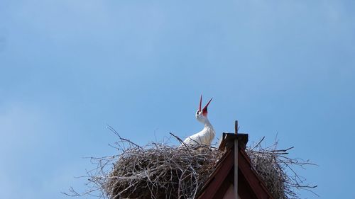 Low angle view of bird in nest on roof against clear blue sky