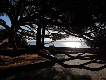 Trees on beach against sky