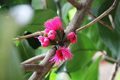 Close-up of pink flowering plant