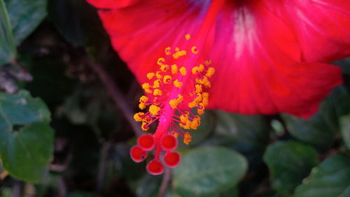 Close-up of red hibiscus blooming outdoors