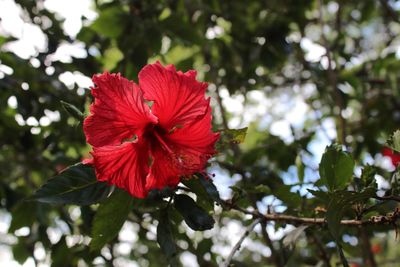 Low angle view of red hibiscus blooming on tree