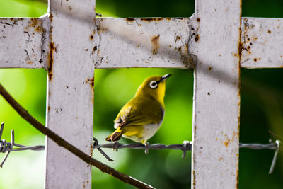 Close-up of parrot perching on metal fence