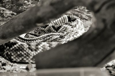 Close-up of lizard on leaf