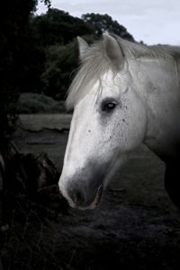 Close-up of horse on field