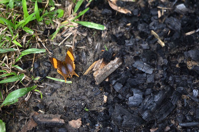 High angle view of a mushroom on field