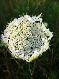 Close-up of white flowers