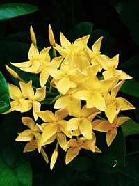 Close-up of yellow flower