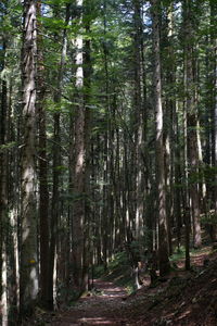 Trees in forest