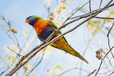 Close-up of parrot perching on tree