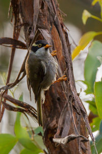 Close-up of bird perching on branch