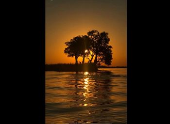 Silhouette tree by sea against sky during sunset