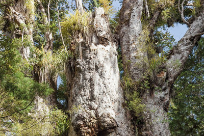 Low angle view of trees in forest