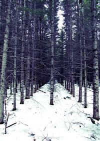 Snow covered trees in forest