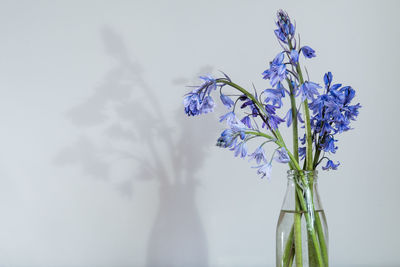 Close-up of purple flowers in vase