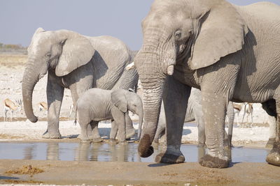 View of elephant drinking water