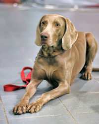 Portrait of dog sitting on tiled floor