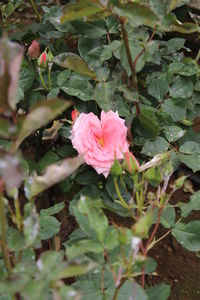 Close-up of pink flowers