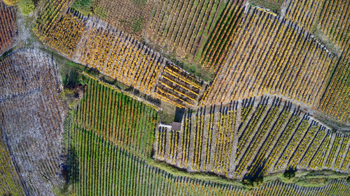 High angle view of corn field