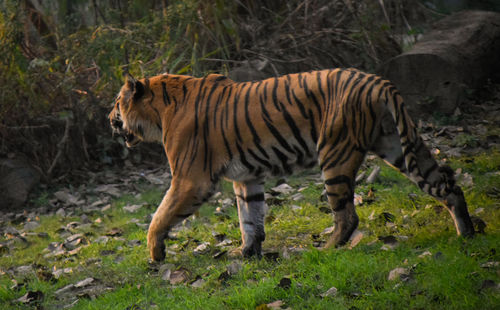 Side view of a cat walking