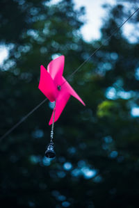 Close-up of red balloons on white background