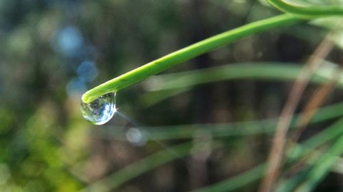 Close-up of water drop on leaf