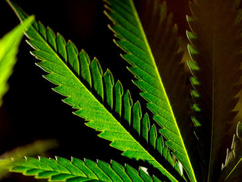 Close-up of leaves on plant