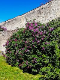 Pink flowering plants against wall