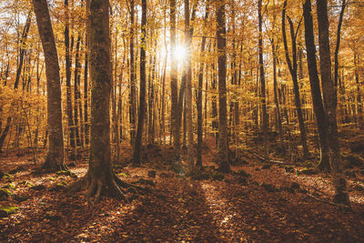 Sunlight streaming through trees in forest