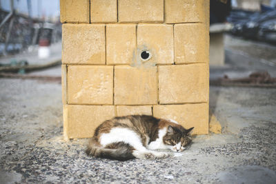 Portrait of cat sitting outdoors