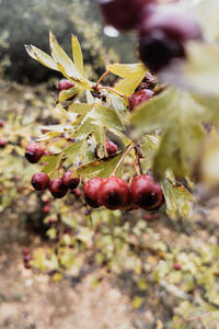 Close-up of berries growing on plant