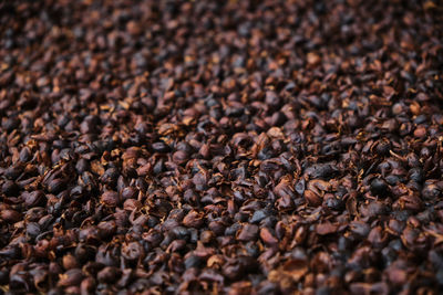 Detail shot of coffee beans