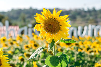 Close-up of yellow flowering plant on field