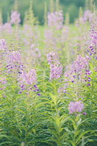 Close-up of purple flowering plants on field