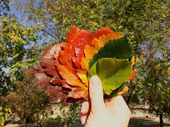 Close-up of hand holding maple leaf