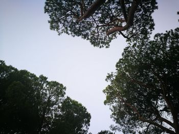 Low angle view of trees against clear sky