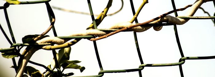 Close-up low angle view of plant