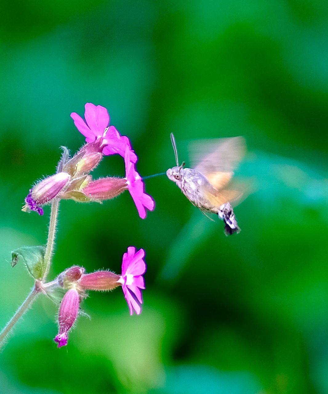 CLOSE-UP OF INSECT POLLINATING PINK FLOWER