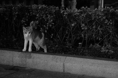 Portrait of cat sitting outdoors