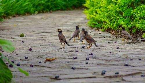 Flock of birds on land