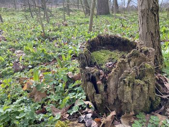 View of tree trunk in forest