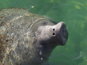 Manatee in water