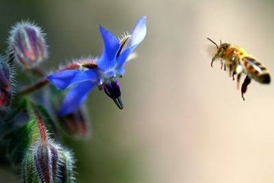 Close-up of bee pollinating on purple flower
